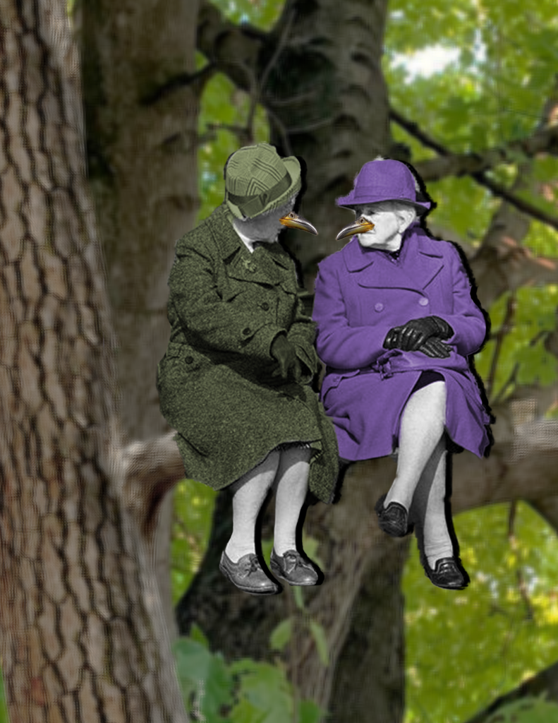 the cuckoos